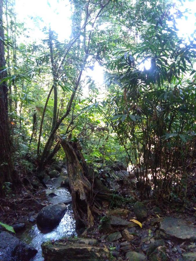 Sinharaja Forest Sanctuary Deniyaya Extérieur photo