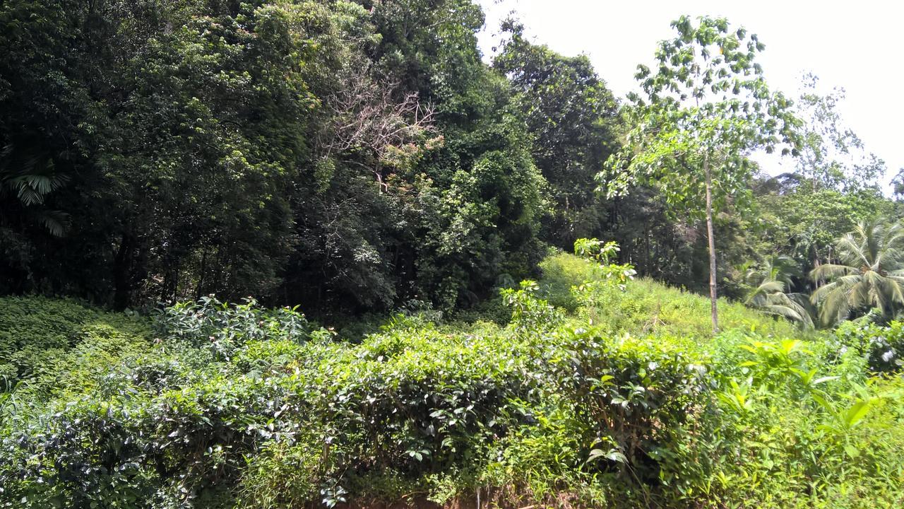 Sinharaja Forest Sanctuary Deniyaya Extérieur photo