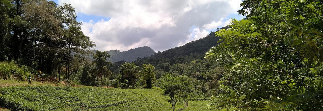 Sinharaja Forest Sanctuary Deniyaya Extérieur photo