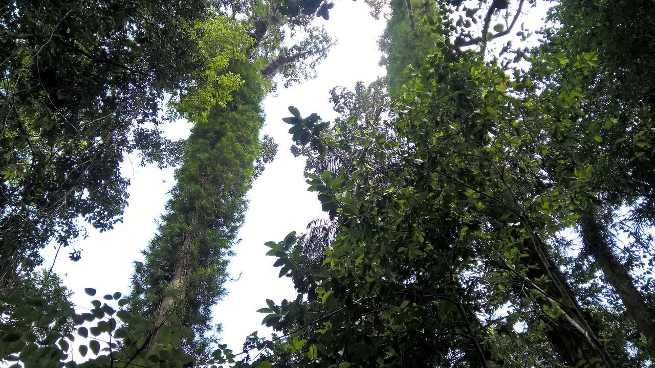 Sinharaja Forest Sanctuary Deniyaya Extérieur photo