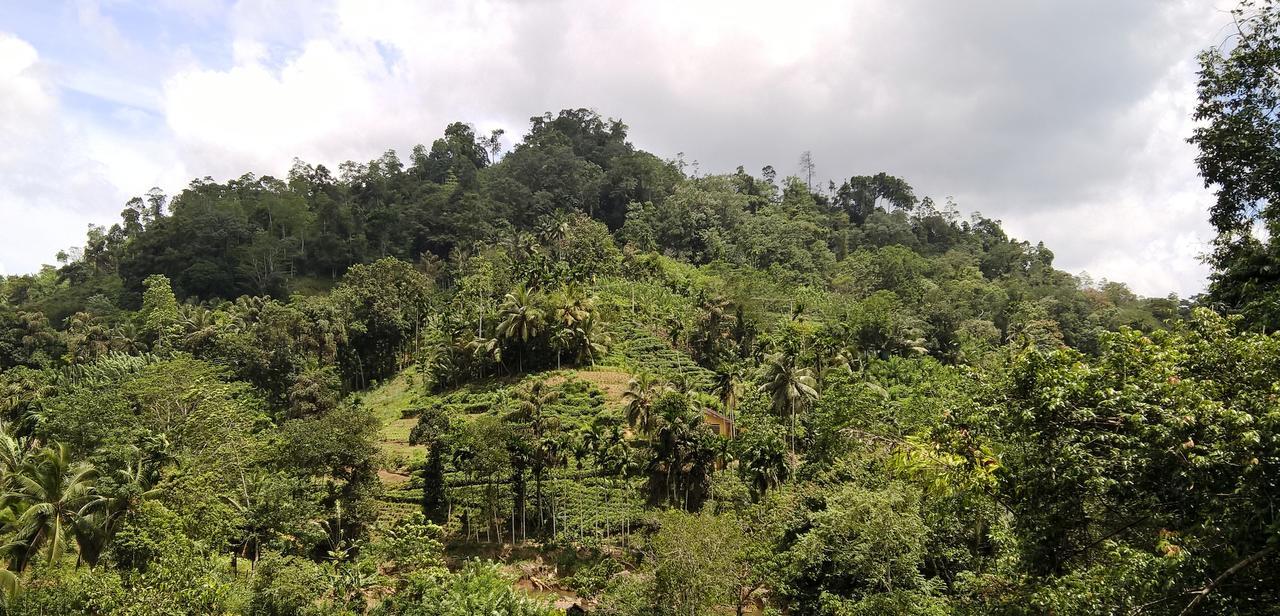 Sinharaja Forest Sanctuary Deniyaya Extérieur photo