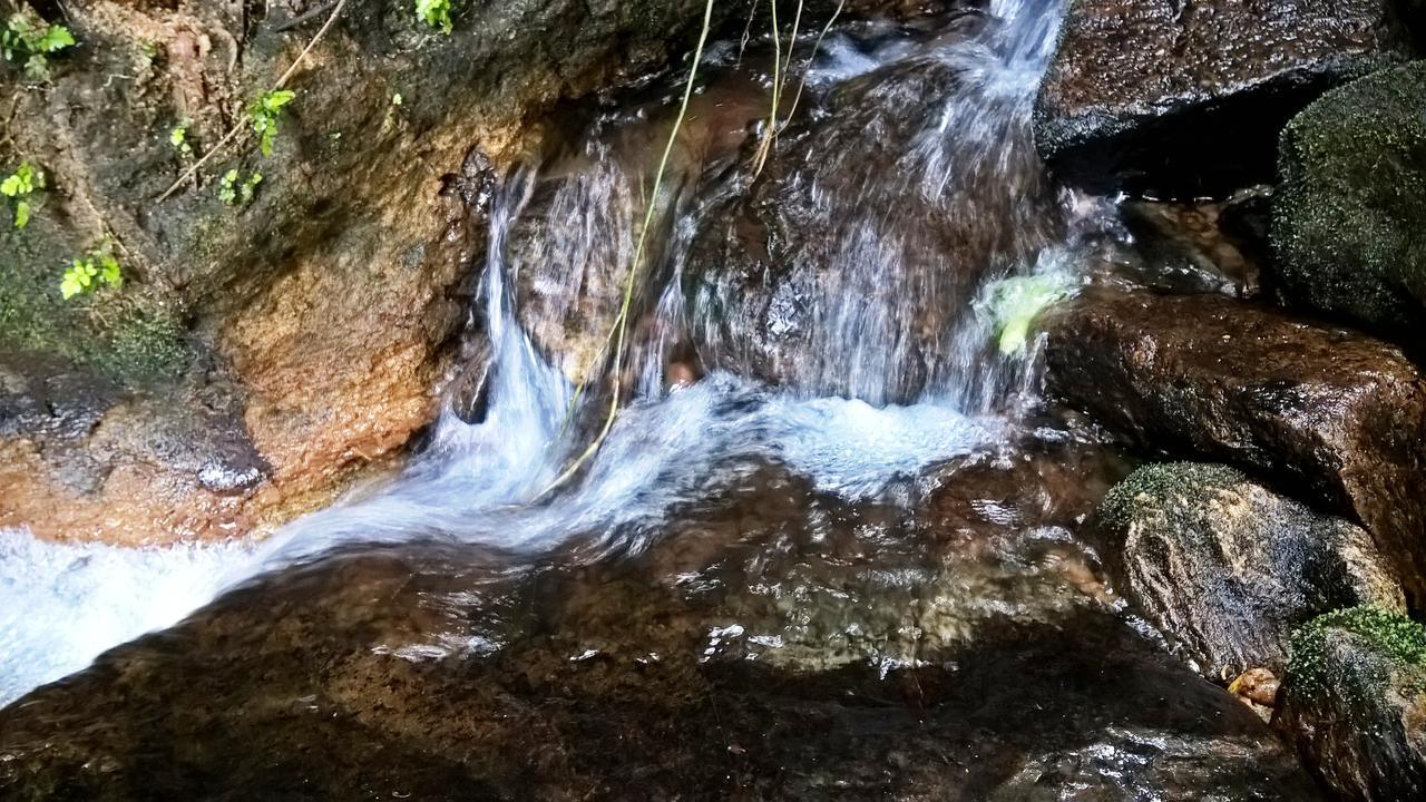 Sinharaja Forest Sanctuary Deniyaya Extérieur photo