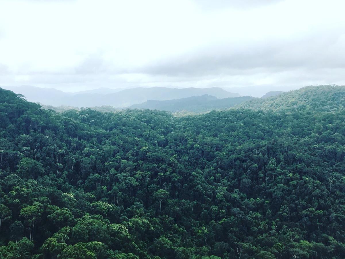 Sinharaja Forest Sanctuary Deniyaya Extérieur photo