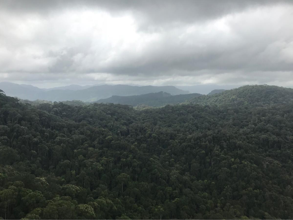 Sinharaja Forest Sanctuary Deniyaya Extérieur photo
